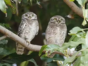 Images Dated 31st May 2020: Spotted Owlet Athene brama Rajasthan, India BI032219 Date: 06-Feb-20