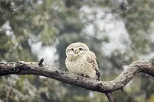 Owlets Prints: Spotted Owlet - Keoladeo Ghana National Park - Bharatpur - Rajasthan - India BI018183