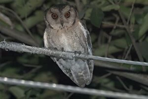Images Dated 21st December 2004: Spotted Owlet - Perched on wire Found in habitation and cultivated areas