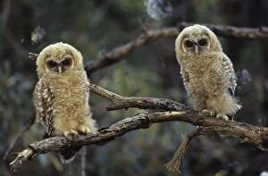 Spotted Owls - Young perched on branch