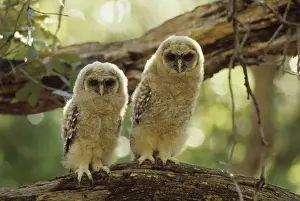 Wildlfe Prints: Spotted Owls - Young perched on branch - Arizona