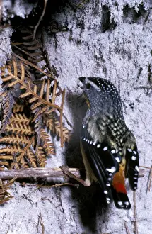 Pardalote Prints: Spotted pardalote in winter, with snow in beak