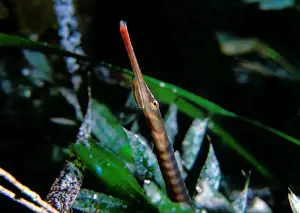 Pipefish Prints: Spotted Pipefish, Stigmatopora argus
