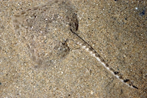 Images Dated 24th November 2006: Spotted Ray- North Sea and Mediterranean. Lying on sea bed part covered with sand that it has