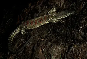 Spotted / Red-blotched tree monitor