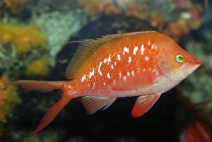 Spotted Redfish, shallow temperate waters, northwest Pacific Spotted Redfish, shallow temperate waters, northwest Pacific