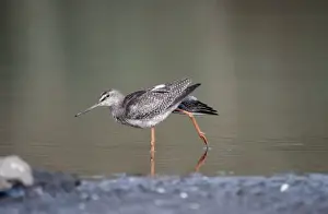 Estuaries Prints: Spotted Redshank CK 0787 Standing in water Tringa Erythropus © Chris Knights / ardea