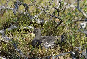 Spotted Redshank - at nest