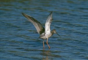 Images Dated 23rd May 2011: Spotted Redshank RV 820 Tringa erythropus © Richard Vaughan / ardea. com