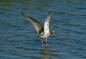 Marsh Prints: Spotted Redshank RV 820 Tringa erythropus © Richard Vaughan / ardea. com
