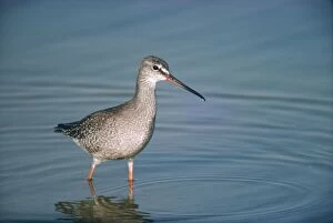 Images Dated 22nd July 2005: Spotted Redshank - standing in water