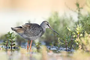 Spotted Prints: Spotted Redshank Wading in shallows. Cleveland, UK