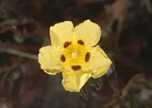 Spotted Rockrose Jersey