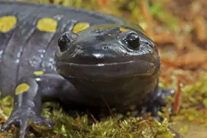 Spotted Salamander (Ambystoma maculatum) - Close-up - New York USA - In early spring migration to woodland pond