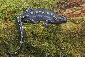 Spotted Salamander (Ambystoma maculatum) - New York USA - In early spring migration to woodland pond
