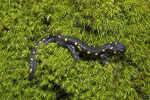 Images Dated 13th April 2011: Spotted Salamander - at breeding pond in spring - Common in the eastern United States