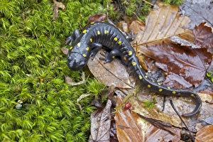 Images Dated 13th April 2011: Spotted Salamander - at breeding pond in spring - Common in the eastern United States