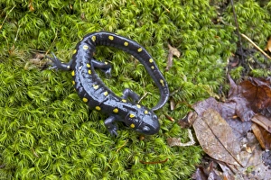 Images Dated 13th April 2011: Spotted Salamander - at breeding pond in spring - Common in the eastern United States