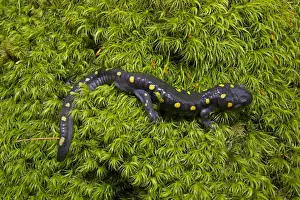 Salamanders Prints: Spotted Salamander - at breeding pond in spring - Common in the eastern United States and Canada - New York - USA