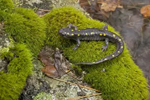 Spotted Salamander - at breeding pond in spring - Common in the eastern United States and Canada - New York - USA