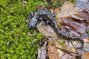 Spotted Salamander - at breeding pond in spring - Common in the eastern United States and Canada - New York - USA