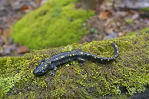 Spotted Salamander - at breeding pond in spring - Common in the eastern United States and Canada - New York - USA