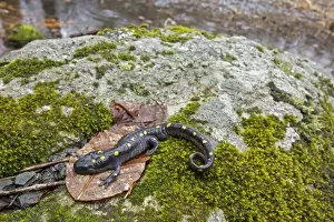 Spotted Salamander - at breeding pond in spring - Common in the eastern United States and Canada - New York - USA