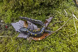 Spotted Salamander - at breeding pond in spring - Common in the eastern United States and Canada - New York - USA