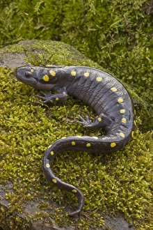 Images Dated 5th April 2008: Spotted Salamander - In early spring migration to woodland pond New York USA