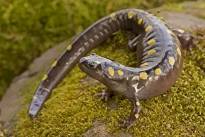 Spotted Salamander - In early spring migration to woodland pond New York USA