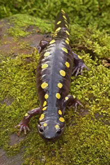 Shapes Prints: Spotted Salamander - In early spring migration to woodland pond New York USA