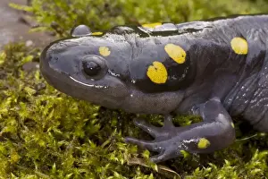 Spotted Salamander - In early spring migration to woodland pond New York USA