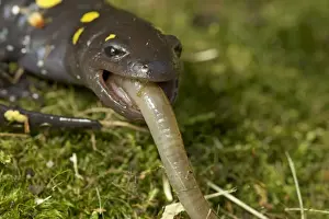 Spotted Salamander - eating a Worm - New York - USA