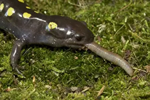 Spotted Salamander - eating a Worm - New York - USA