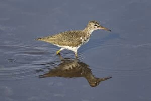 Images Dated 3rd May 2012: Spotted Sandpiper
