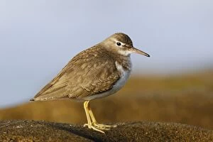 Images Dated 9th January 2007: Spotted Sandpiper