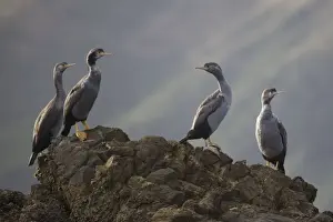 Shag Prints: Spotted Shag - on Duffer's Reef