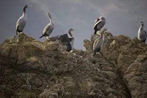 Spotted Shag - on Duffer's Reef, Pelorous Sound, Marlborough Sounds, South Island, New Zealand
