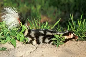 Spotted Skunk - North Eastern USA