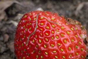 Spotted Snake Millipede - on strawberry Spotted Snake Millipede - on strawberry