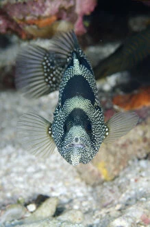 Banded Gallery: Spotted Soapfish - Suanggi Island dive site, Banda Islands, Indonesia
