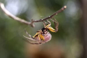 Images Dated 3rd September 2006: Spotted Spider Heath River Centre Peru/Bolivia border