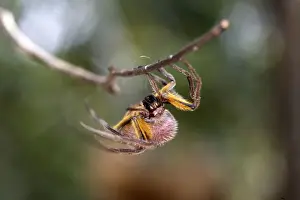 Bolivia Prints: Spotted Spider Heath River Centre Peru/Bolivia border