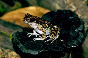 Images Dated 31st August 2007: Spotted Stream Frog watches for prey from an old tree-fungi, near a small stream in primary