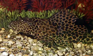Spotted Suckermouth Catfish - freshwaters, flowing water