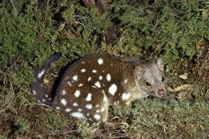 Images Dated 15th September 2006: Spotted-tailed Quoll / Dasyure