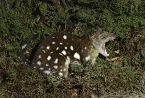 Quoll Prints: Spotted-tailed Quoll - Eastern Australia JPF00470