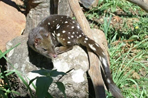 Spotted-tailed Quoll / Spotted-tailed DASYURUS