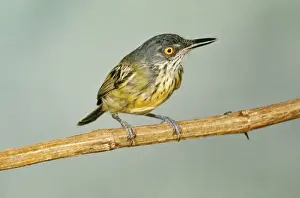Spotted Tody-flycatcher Amazonas Brazil