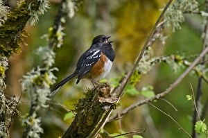Images Dated 12th May 2011: Spotted Towhee - male singing - Spring